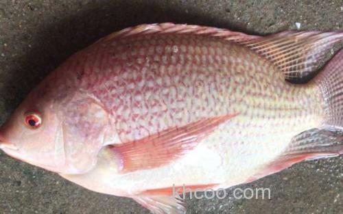 红罗非鱼_2
