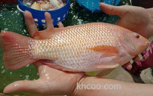 红罗非鱼_3