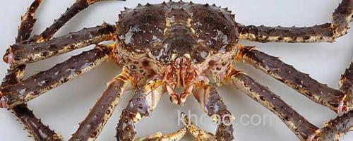 长脚蟹_0