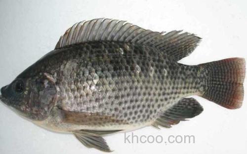 罗非鱼_3