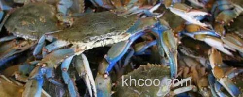 蓝蟹_0