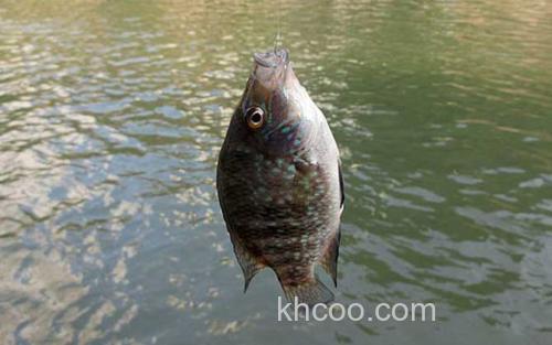 钓罗非鱼_3