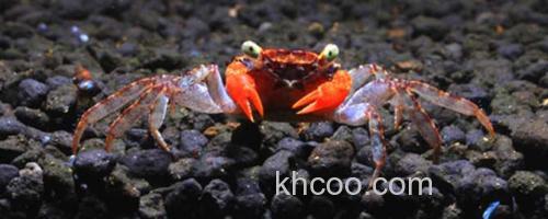 魔鬼蟹_0