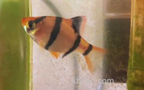 虎皮鱼_2