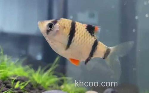 虎皮鱼_2