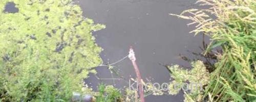钓龙虾_0