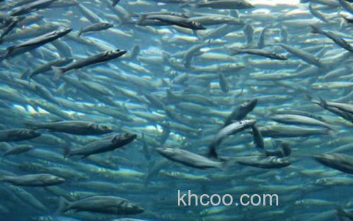 鲱鱼_1