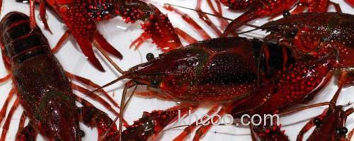 龙虾_0