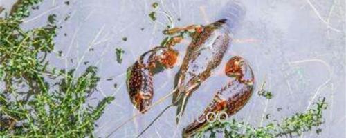 龙虾_0