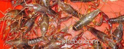 小龙虾_0