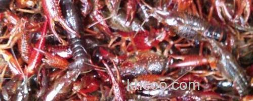 小龙虾_0