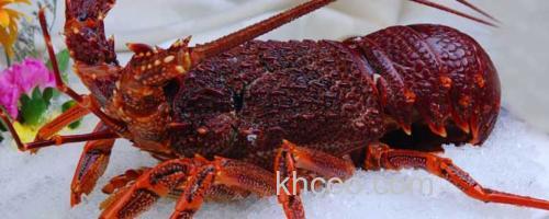 澳洲龙虾_0