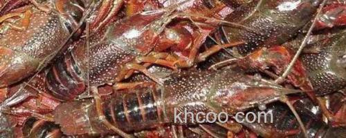 小龙虾_0