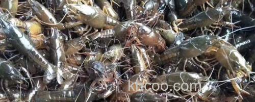 小龙虾苗_0