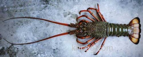 澳洲龙虾_0