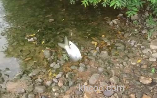 大眼鳊鱼_1