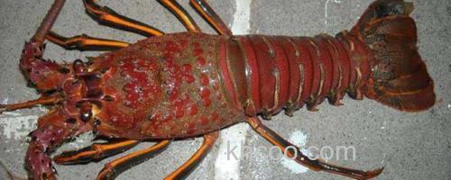 大龙虾_0