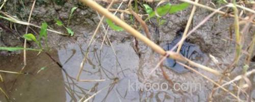 钓黄鳝_0