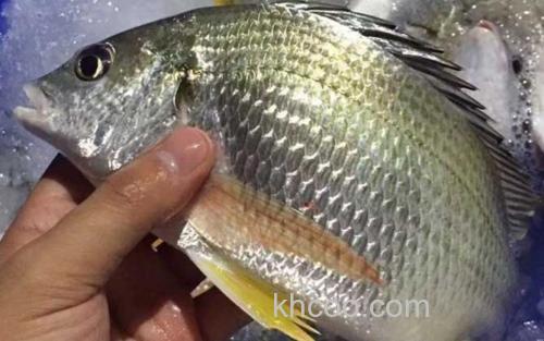 鲷鱼_2