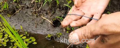 钓黄鳝_0