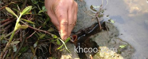 钓黄鳝_0