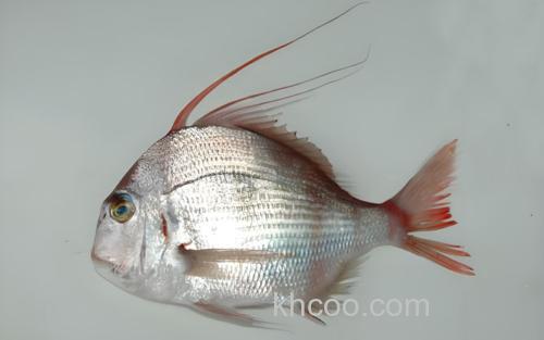 四长棘鲷_4