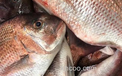 真鲷_0