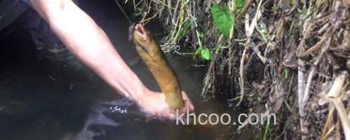 钓黄鳝_0