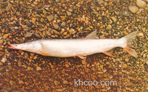 鯮鱼_2