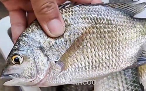 白鲷_0