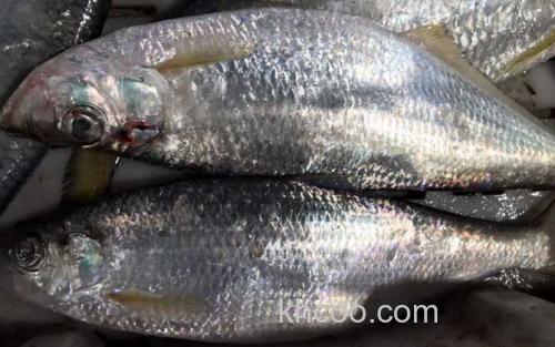 鲞鱼_2