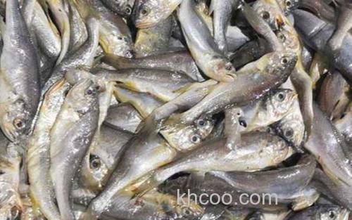鳀鱼_0