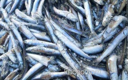 鳀鱼_1