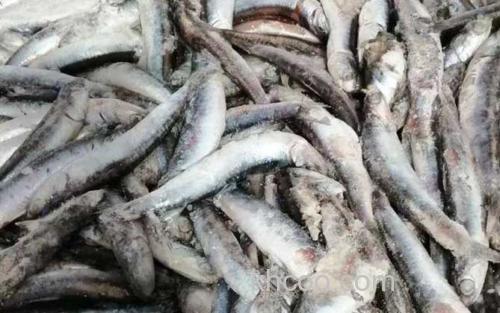 鳀鱼_2