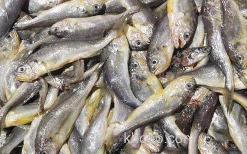 鳀鱼_6