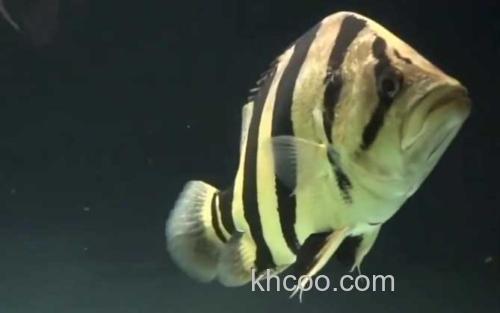 泰国虎鱼_3