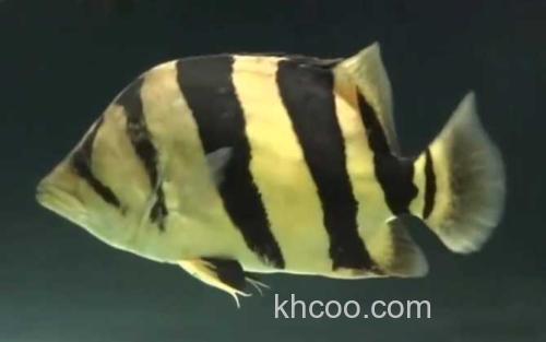 泰国虎鱼_1