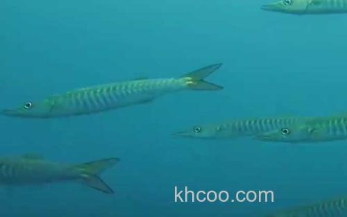 梭子鱼_2