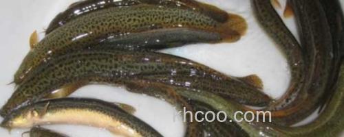 泥鳅_0