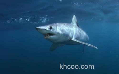 鲨鱼_2