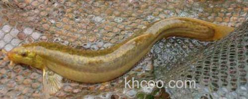 养殖泥鳅_0