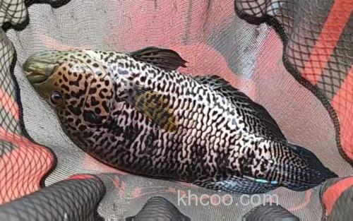 淡水石斑鱼_1