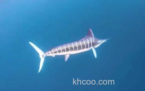 枪鱼_1