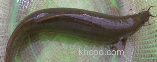 泥鳅_0