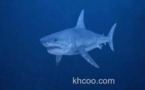 大白鲨_1