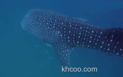 鲸鲨_0
