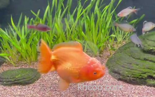 金鱼_1