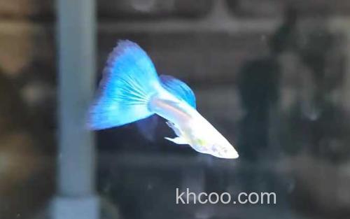 孔雀鱼_1