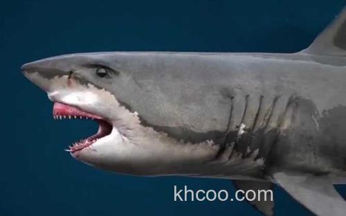 巨齿鲨_2