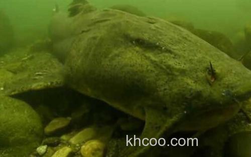 坦克鸭嘴鱼_0